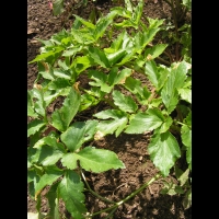 Maceron - Smyrnum olusatrum (fam Apiacees) (1)